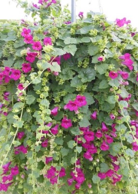 HB12.8"LOFOS COMPACT ROSE