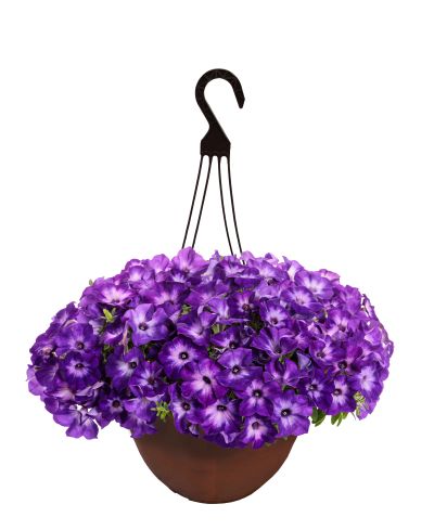 HB12"PETUNIA SUPRTUNIA BLU TIARA