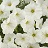 HB12"PETUNIA SURF WHITE IMPROVED