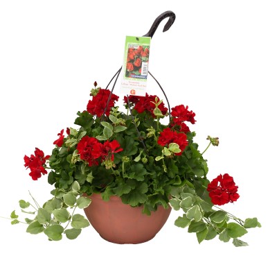 HB12.8"GERAN CALLIOPE  DARK RED