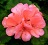 TUB12"GERANIUM AMER SALMON