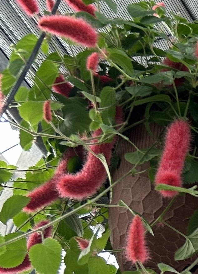 ZHB12"ACALYPHA CHENILLE FIRETAIL