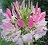 606T/36CLEOME PINK QUEEN