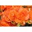 HB12"BEGONIA I'CON PORT HOT ORNG