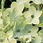 606T/36NICOTIANA LIME