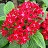 306T/18PENTAS LUCKY STAR DARKRED