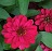 606T/36ZINNIA PROFSN DBLHTCHERRY