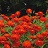 606T/36ZINNIA PROFSN DBLFIRE