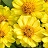 606T/36ZINNIA PROFSN DBLYELLOW