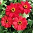 606T/36ZINNIA PROFSN DBL RED