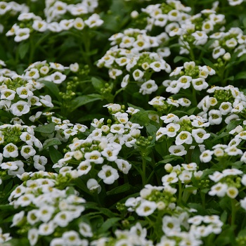 606T/36ALYSSUM WHITE