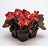 606T/36BEGONIA BRONZELEAF RED