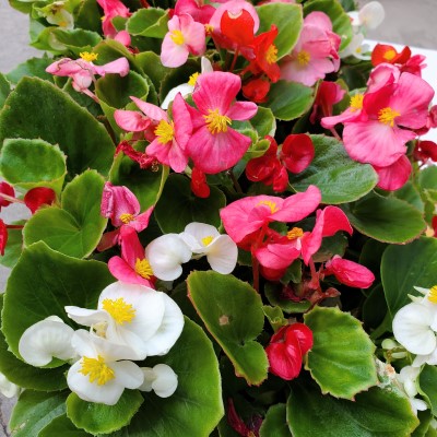 606T/36BEGONIA GREENLEAF MIX