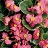 606T/36BEGONIA GREENLEAF ROSE