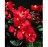 606T/36BEGONIA GREENLEAF RED