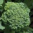 E606T/36BROCCOLI PREMIUM CROP