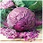 E606T/36CABBAGE RED ACRE