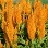 606T/36CELOSIA FLAMMA GOLDEN