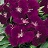 606T/36DIANTHUS DIABUNDA PRP PIC