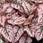 606T/36HYPOESTES ROSE