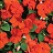 606T/36IMPATIENS ORANGE