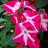 606T/36IMPATIENS CORAL