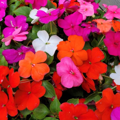 606T/36IMPATIENS MIXED