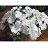 606T/36IMPATIENS WHITE