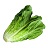 E606T/36LETTUCE ROMAINE