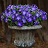 606T/36PETUNIA HURRAH BLUE