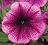 606T/36PETUNIA HURRAH PLUM