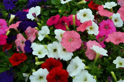 606T/36PETUNIA HURRAH MIX