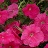 606T/36PETUNIA HURRAH PINK