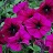 606T/36PETUNIA HURRAH VELVET