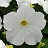 606T/36PETUNIA HURRAH WHITE