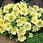 606T/36PETUNIA PRISM SUNSHINE