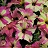 606T/36PETUNIA SOPHISTICA LIMEBI