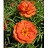 Z-606T/36PORTULACA-MOSSROSE ORNG