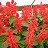 606T/36SALVIA LIGHTHOUSE RED