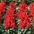 606T/36SALVIA MOJAVE RED