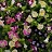 606T/36TORENIA HI-LITE MIX