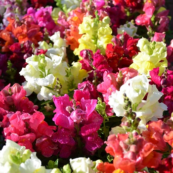 606T/36SNAPDRGN TALL MIX