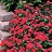 606T/36VINCA BLOCKBUSTER RED/EYE