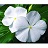 606T/36VINCA BLOCKBUSTER WHITE