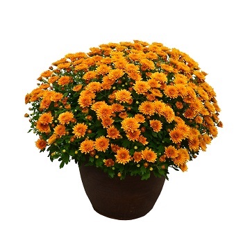 13" MUM ORANGE/BRONZE