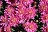 13" MUM PINK