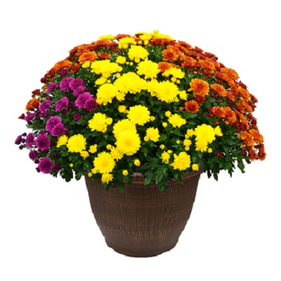 13" MUM MIX TRICOLOR