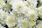 13" MUM WHITE