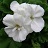 TUB12"GERANIUM MOJO WHITE