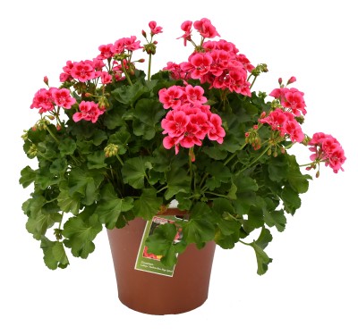 TUB12"GERANIUM ROSE MEGA SPLASH